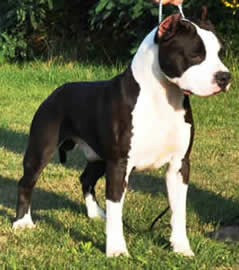 CH. LORD OF THE STAFFS BEST PLAY MATE IMP SERB