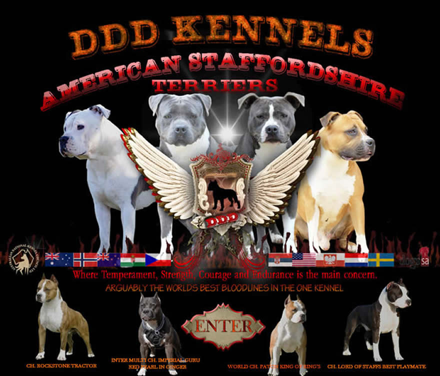 DDD American Staffordshire Terriers