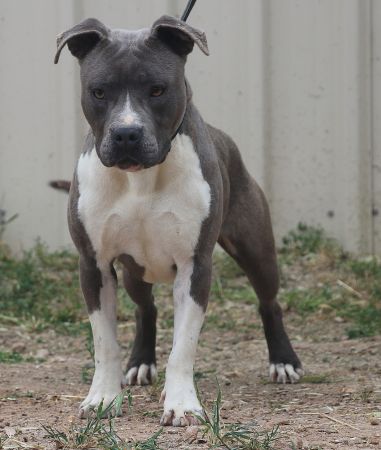 DDDawgs Aphrodite