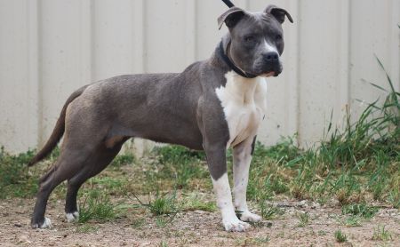 DDDawgs Aphrodite