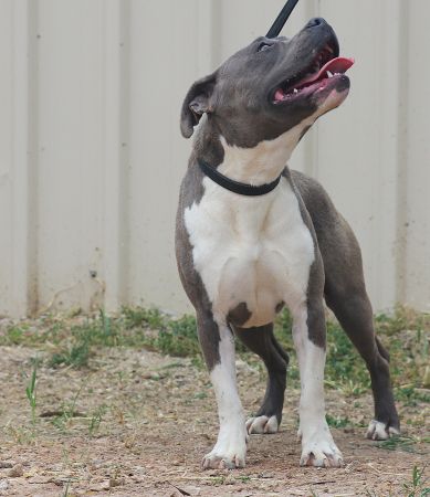 DDDawgs Aphrodite