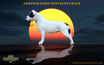Ameeparadise DDD Babys back