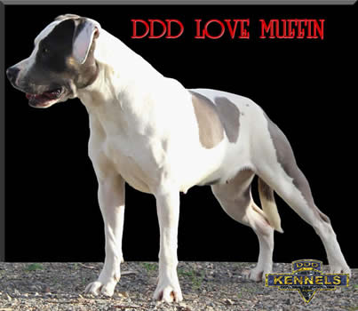 DDDawgs Love Muffin