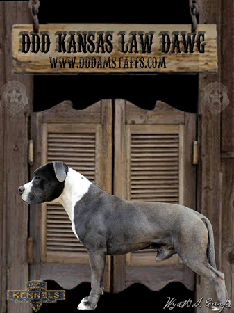 DDDawgs Kansas Law Dawg