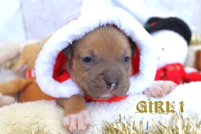 ankc fci Pedigree American Staffidshire Terrior Amstaff Female available for sale