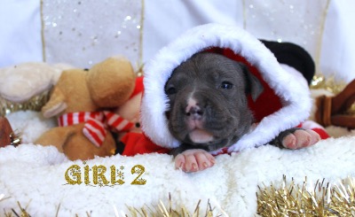 ankc fci Pedigree American Staffidshire Terrior Amstaff Female available for sale