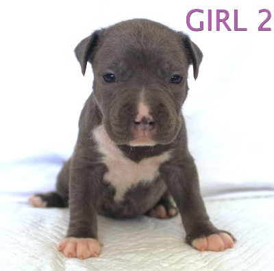 ankc fci Pedigree American Staffidshire Terrior Amstaff Female available for sale