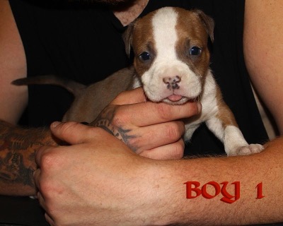 ankc fci Pedigree American Staffidshire Terrior Amstaff Male available for sale