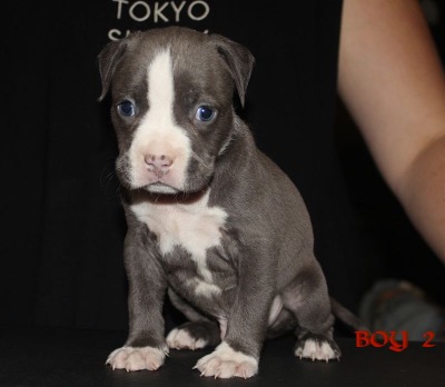 ankc fci Pedigree American Staffidshire Terrior Amstaff Male available for sale