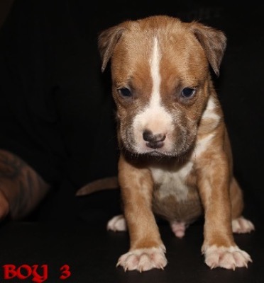 ankc fci Pedigree American Staffidshire Terrior Amstaff Male available for sale