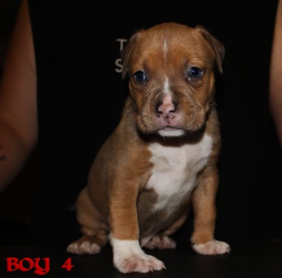 ankc fci Pedigree American Staffidshire Terrior Amstaff Male available for sale