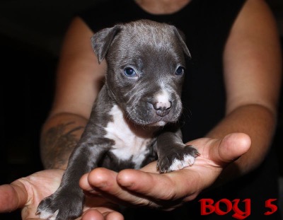 ankc fci Pedigree American Staffidshire Terrior Amstaff Male available for sale