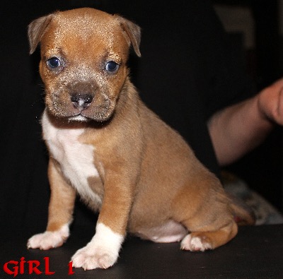 ankc fci Pedigree American Staffidshire Terrior Amstaff Female available for sale