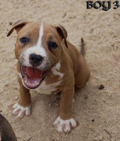 ankc fci Pedigree American Staffidshire Terrior Amstaff Male available for sale