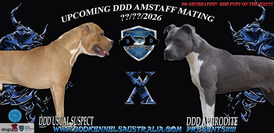 DDD SUS X DDD APHROTIE