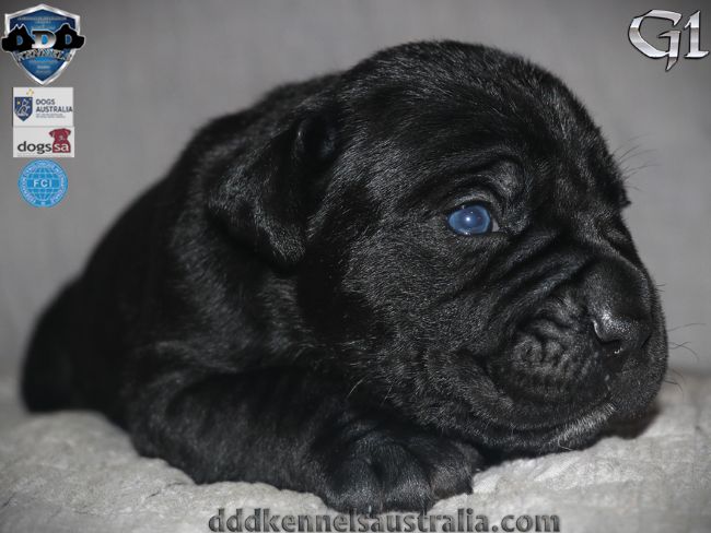 ankc fci pedigree Cane Corso female available for sale