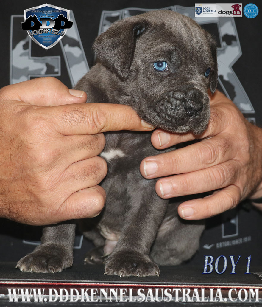 ankc fci pedigree jet black brindle Cane Corso male available for sale