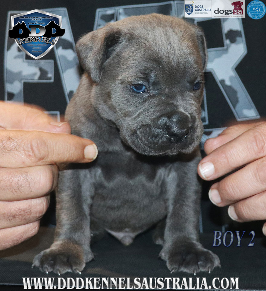 ankc fci pedigree jet black brindle Cane Corso male available for sale