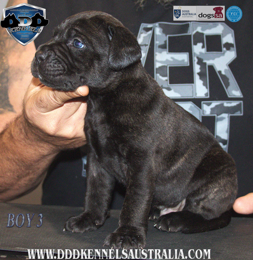 ankc fci pedigree jet black brindle Cane Corso male available for sale