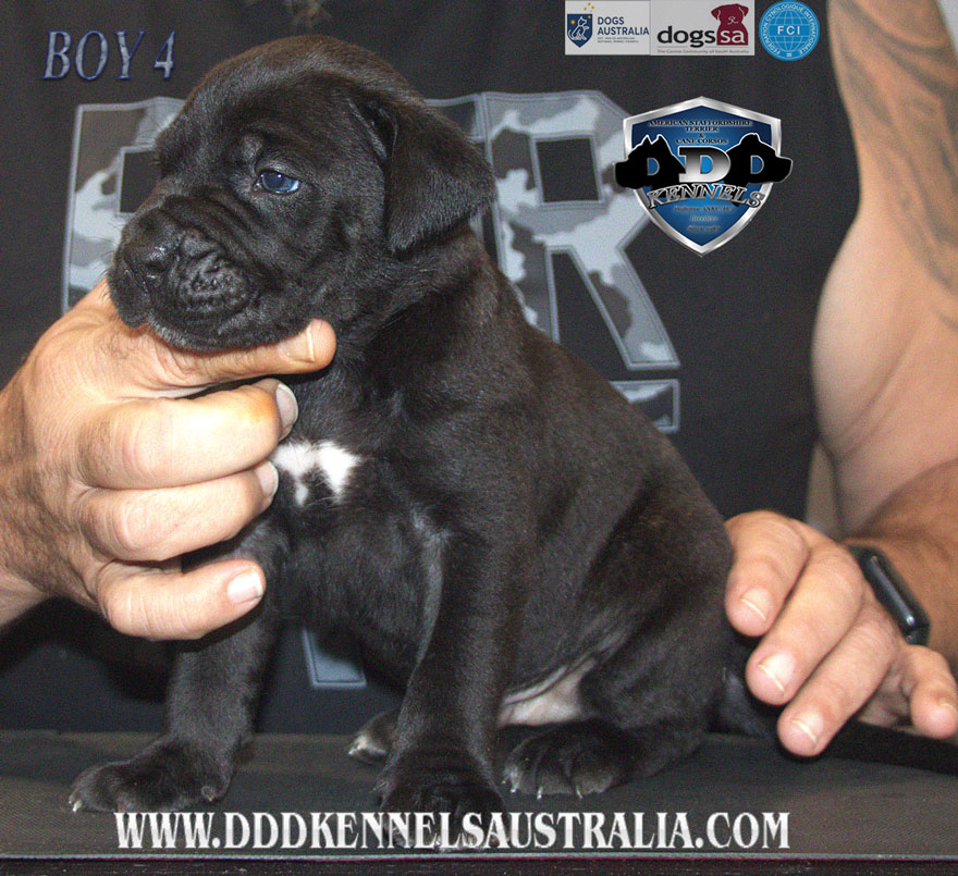 ankc fci pedigree jet black brindle Cane Corso male available for sale