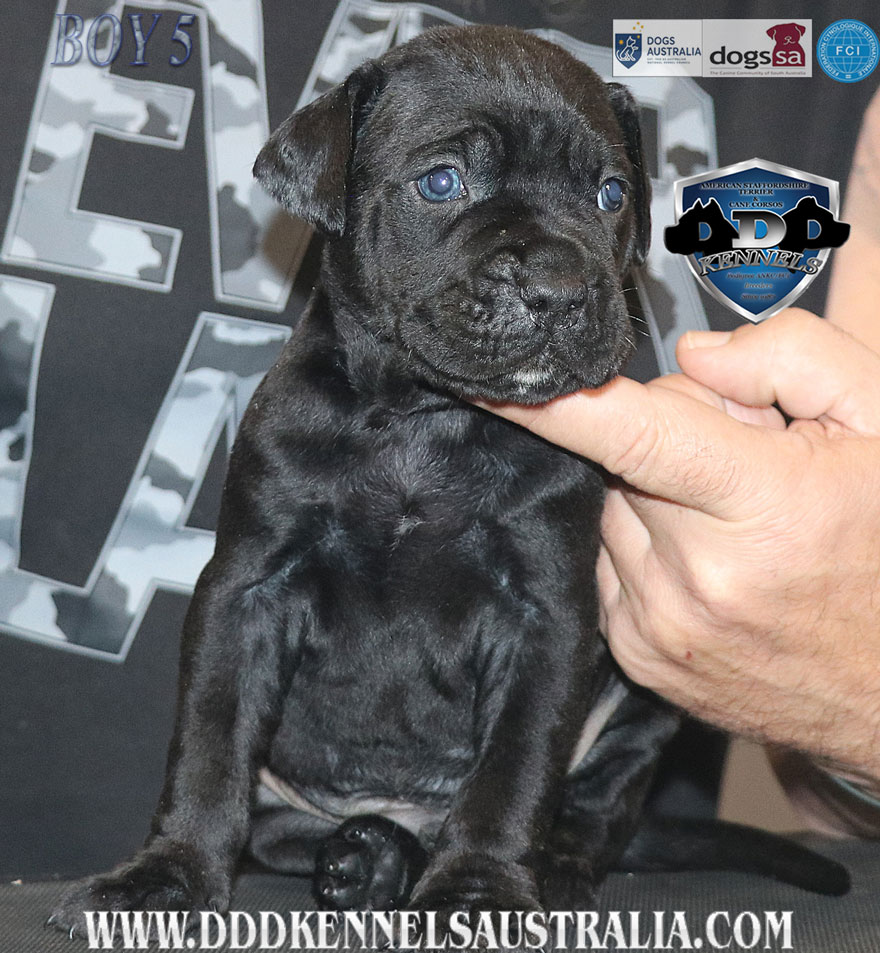 ankc fci pedigree jet black brindle Cane Corso male available for sale