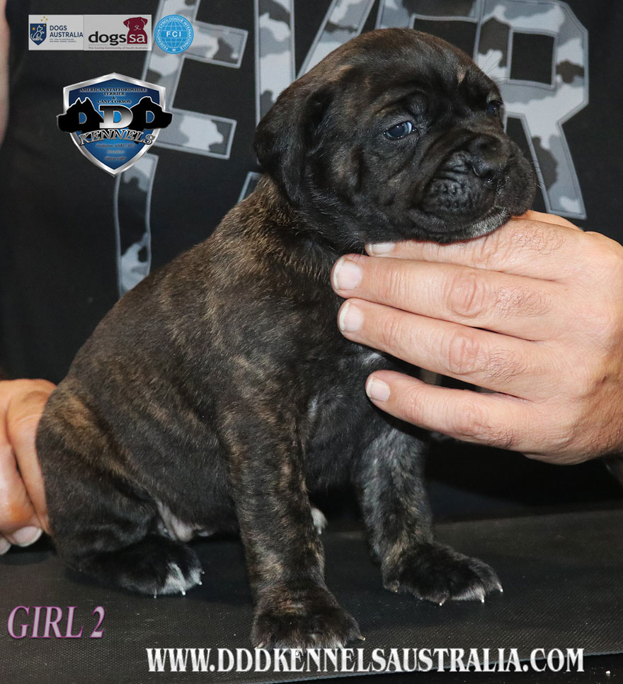 ankc fci pedigree Cane Corso female available for sale