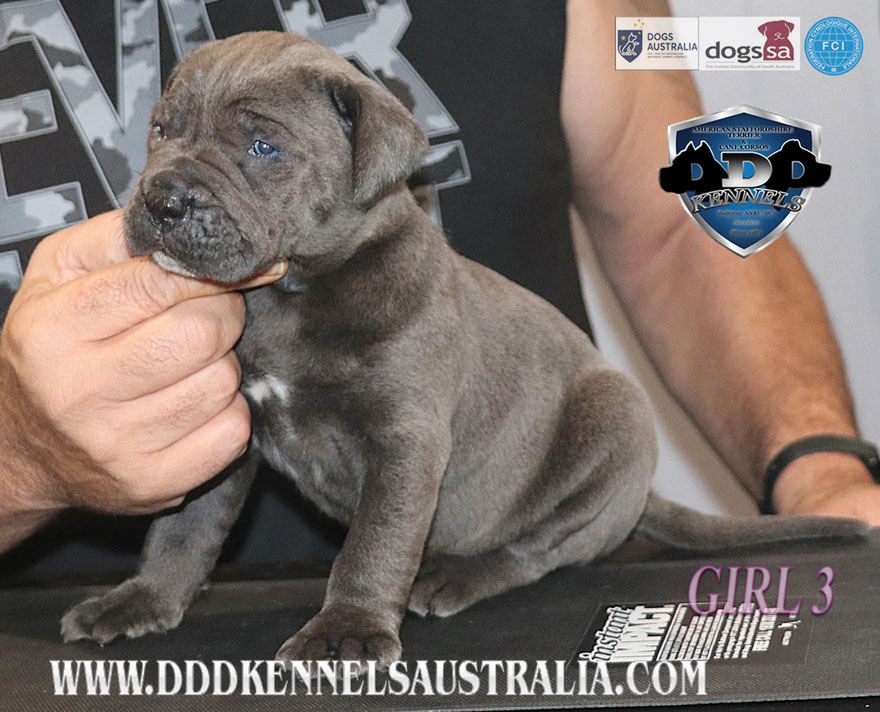 ankc fci pedigree Cane Corso female available for sale