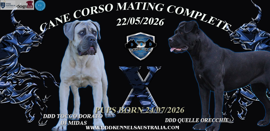 DDD TOCCO DORATO DI MIDAS X DDD QUELLE ORECCHIE MATING PAGE