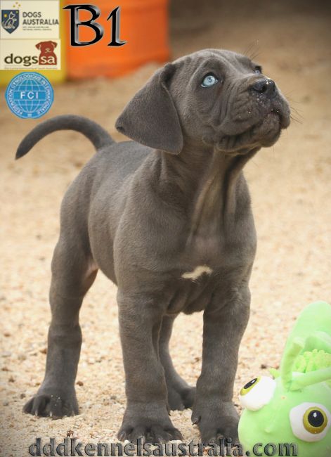 ankc fci pedigree jet black brindle Cane Corso male available for sale