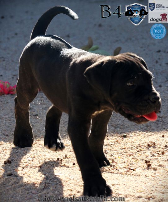 ankc fci pedigree jet black brindle Cane Corso male available for sale