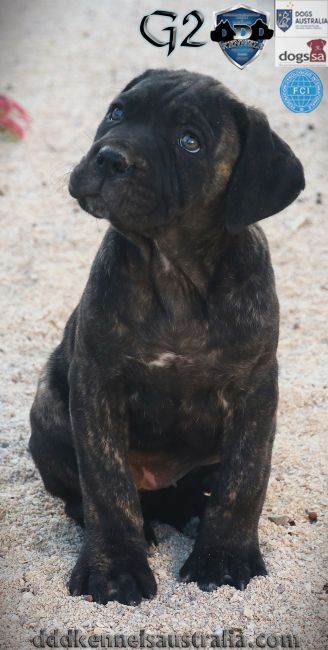 ankc fci pedigree Cane Corso female available for sale