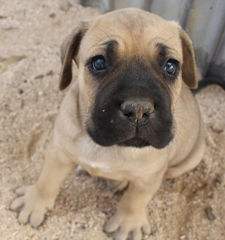 ankc fci pedigree formentino Cane Corso male available for sale