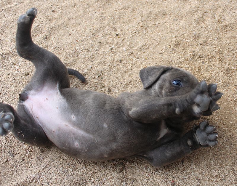 ankc fci pedigree formentino Cane Corso female available for sale