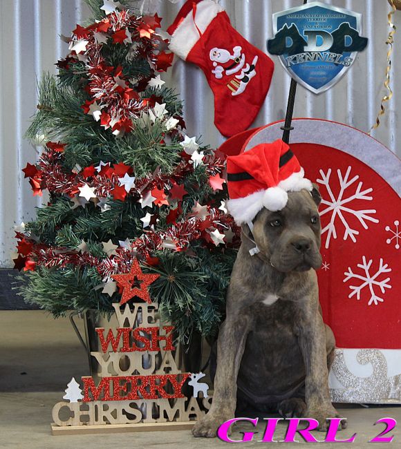 ankc fci pedigree blue Cane Corso female available for sale