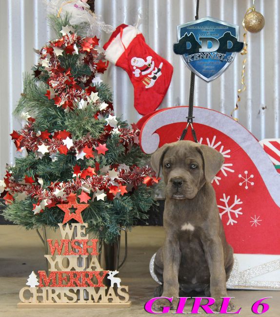 ankc fci pedigree blue Cane Corso female available for sale