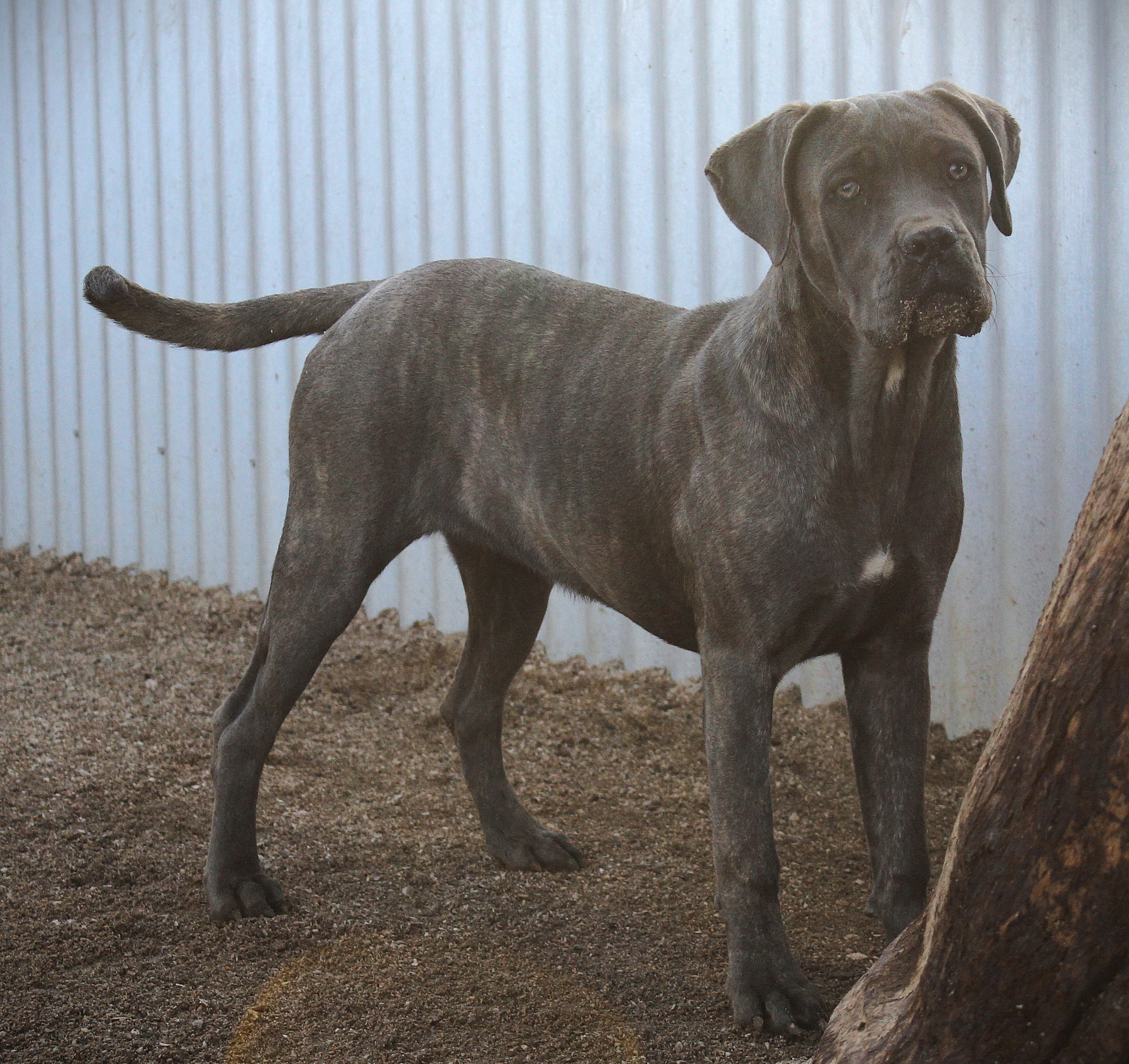 ankc fci pedigree blue Cane Corso female available for sale
