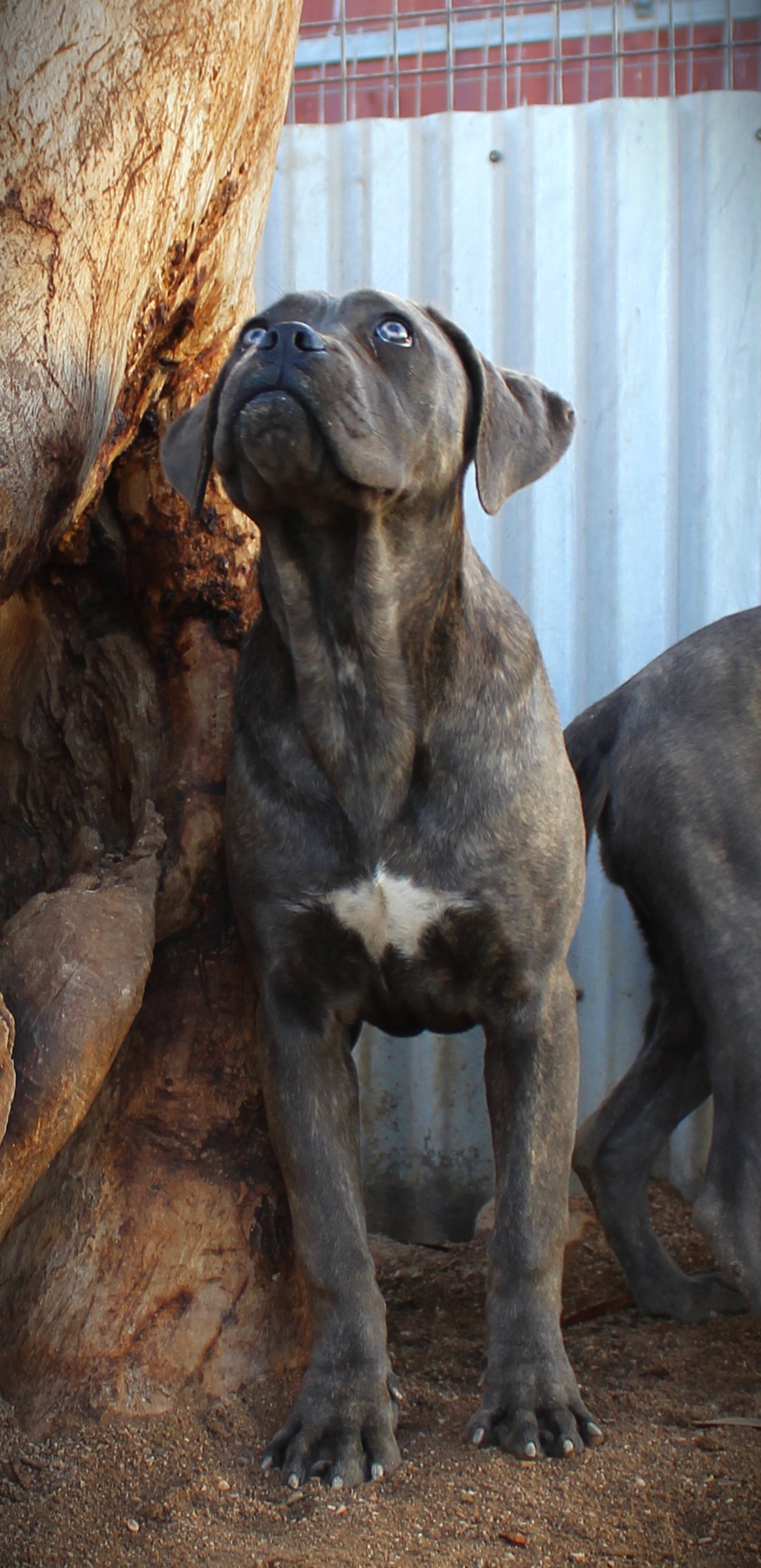 ankc fci pedigree blue Cane Corso female available for sale