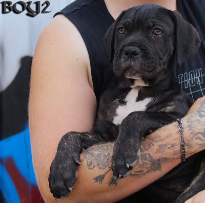 ankc fci pedigree Cane Corso male available for sale