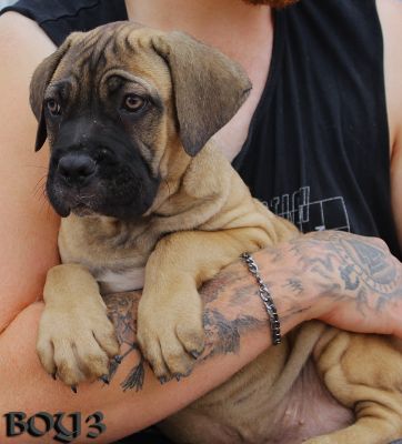 ankc fci pedigree Cane Corso male available for sale