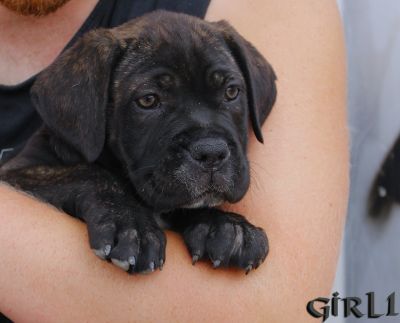 ankc fci pedigree Cane Corso female available for sale