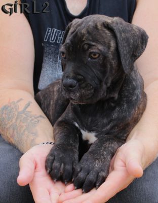 ankc fci pedigree Cane Corso female available for sale