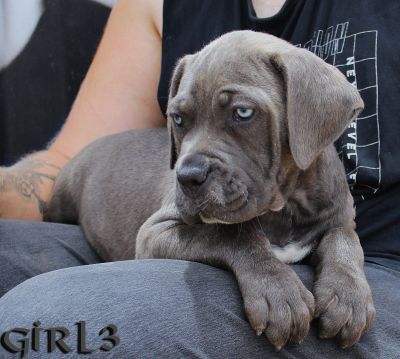 ankc fci pedigree Cane Corso female available for sale