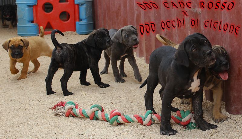 ankc fci pedigree Cane Corso available for sale