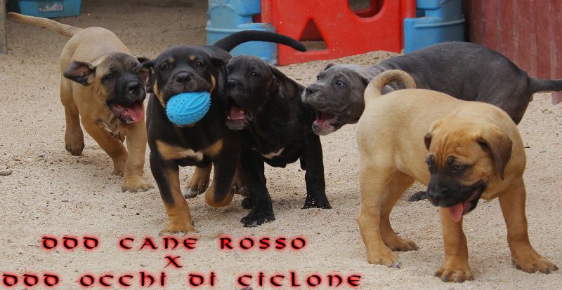 ankc fci pedigree Cane Corso available for sale