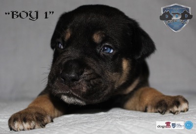 ankc fci pedigree Cane Corso male available for sale