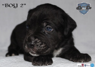 ankc fci pedigree Cane Corso male available for sale