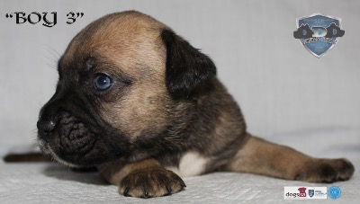 ankc fci pedigree Cane Corso male available for sale