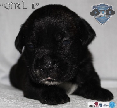 ankc fci pedigree Cane Corso female available for sale