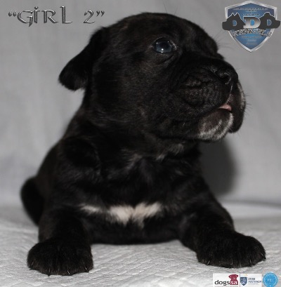 ankc fci pedigree Cane Corso female available for sale