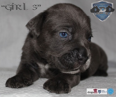 ankc fci pedigree Cane Corso female available for sale